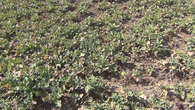 Куда повезем пчёл на медосбор 2020 г Обработки рапса пестицидами смотреть онлайн