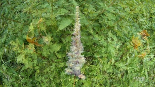 В лесу и на даче, Южное Приморье, июль 2020 г. смотреть онлайн