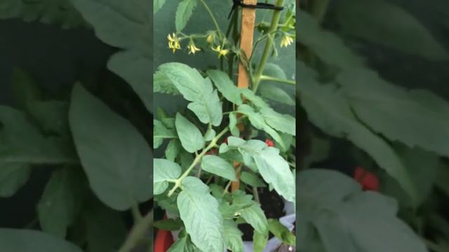Очень опасный вредитель Минирующая моль ???