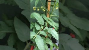 Очень опасный вредитель Минирующая моль ???