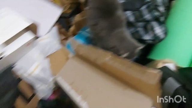 Почему у Тори залысина на спине? Прибавление накануне Нового года... #helpanimals #спасениекотят