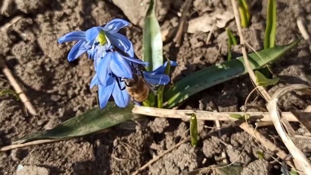 Пролеска весна 2022 (пролески видео цветы подснежники) смотреть онлайн