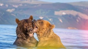 Звук медведя, рёв медведя