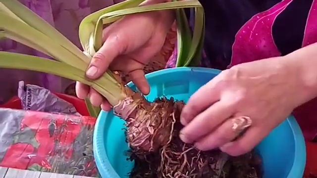 Гиппеаструм - пересадка /уход