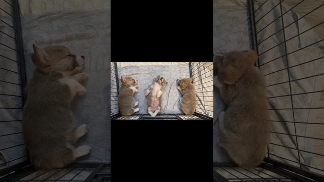  stafford империя стаффордширскийтерьер щенкистаффа империялайф amstaff стафф