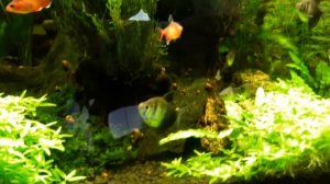Бюджетный аквариум травник на 100 литров. 6 месяцев после запуска