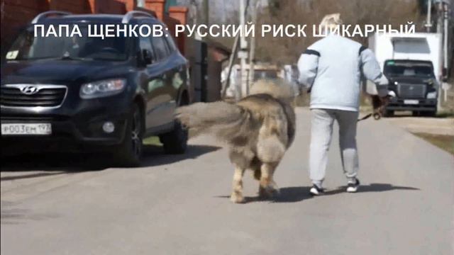 Щенки кавказская овчарка 4 месяца, их папа и дедушка. www.r-risk.ru +79262205603 Татьяна Ягодкина смотреть онлайн