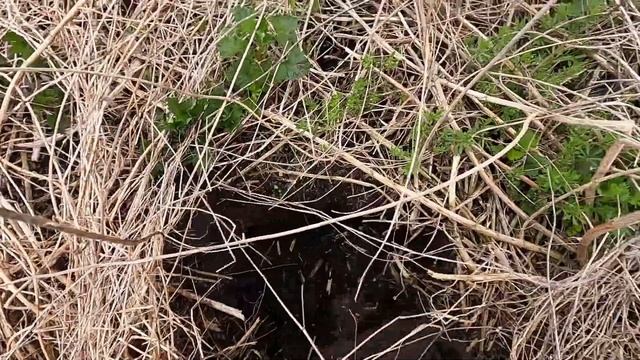 Нашёл.., и не смог её взять! МЕТАЛО КОП. смотреть онлайн