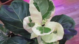 Фикус лирата вариегатный