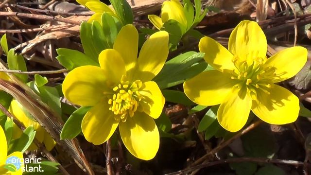 Flower petal mutation Eranthis hyemalis Winter Aconite 4-3-2014 | Organic Slant смотреть онлайн