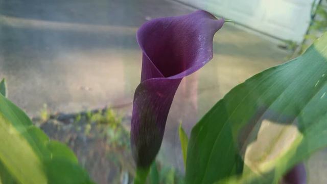 Lilies in my Garden || Oriental Lily, Stargazer Lily & Calla Lily смотреть онлайн