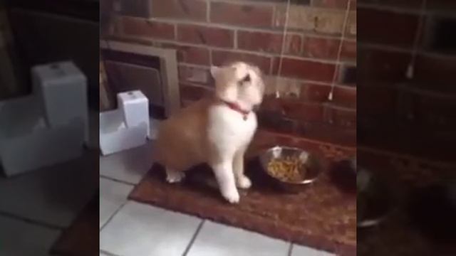 Кошки - они такие ! смотреть онлайн