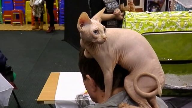 Заботливый лысый кот смотреть онлайн