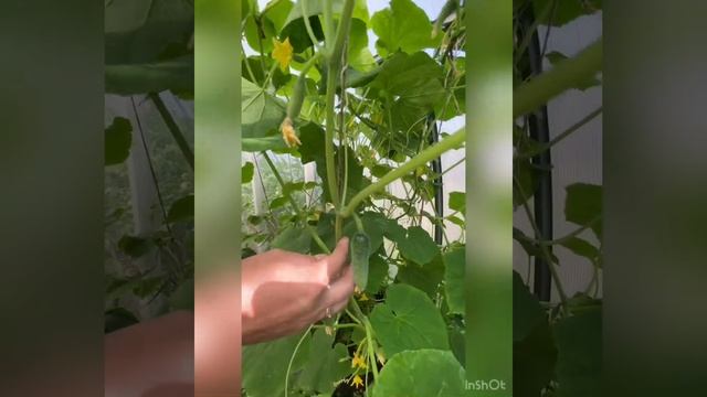 Нужно ли формировать огурцы? И как правильно проводить прищипку огурца.