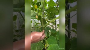 Нужно ли формировать огурцы? И как правильно проводить прищипку огурца.