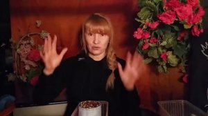 Лук эксибишен - посадка в улитку - уход - сбор урожая.
