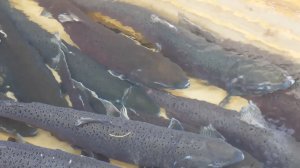 КМНС И РЫБОЛОВСТВО