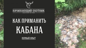 КАК ПРИМАНИТЬ КАБАНА - мой опыт / #ОХОТА НА КАБАНА