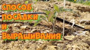 Таким Способом я Высаживаю  и Выращиваю Высокорослые Помидоры