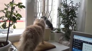 Попугай Жако и персидский кот. Попугай и кот African Grey Parrot