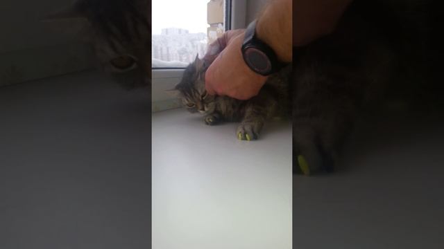 У кошки очень много шерсти смотреть онлайн