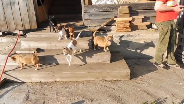 #ЛАЙФХАК , ЧТО СДЕЛАТЬ ЧТОБЫ ЧИХУА НЕ УБЕЖАЛА#КУПЛЮЧИХУАПРОДАЮЩЕНКА#ПИТОМНИКРКФМАРИМИСТИК#дачачихуа смотреть онлайн