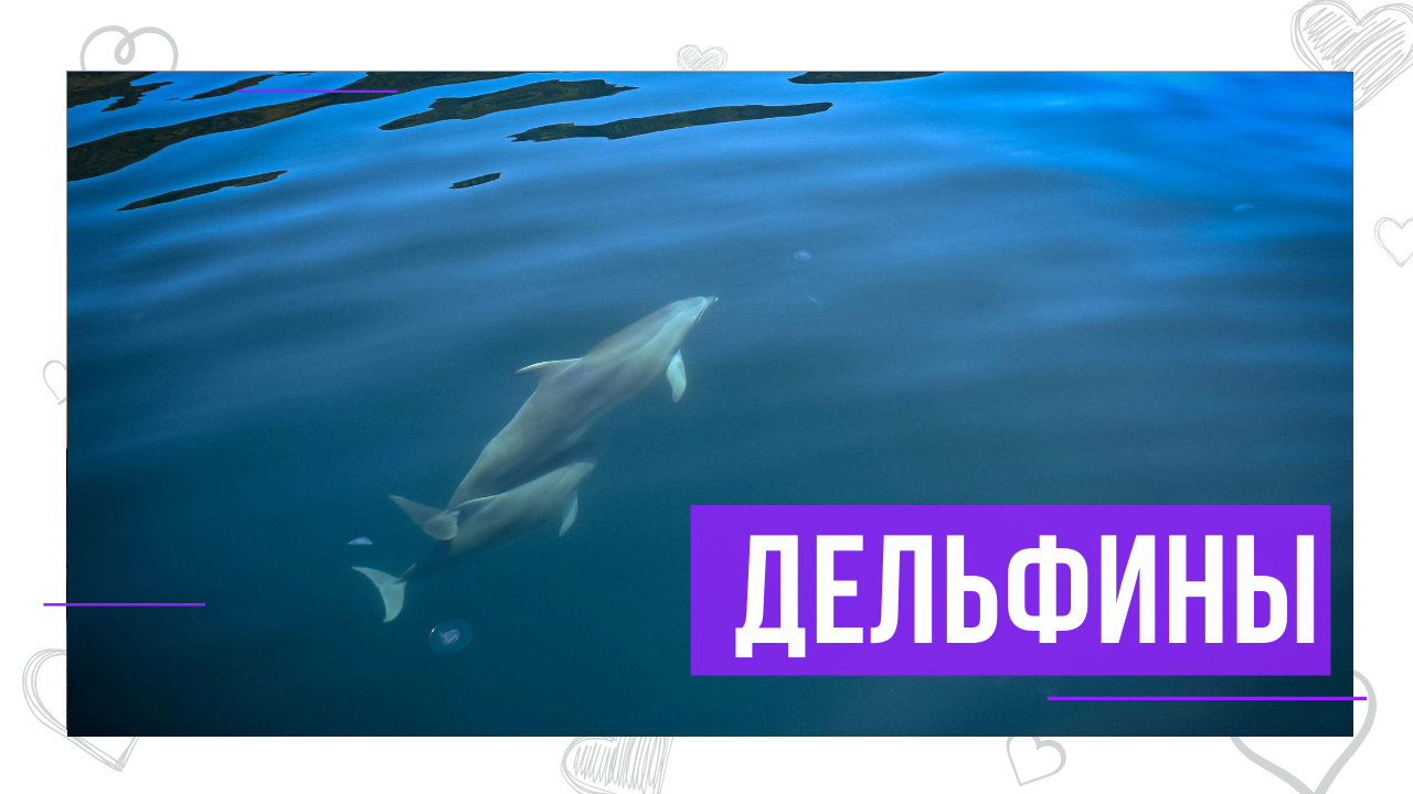 ДЕЛЬФИНЫ у берегов Балаклавы - путь к Мысу Айя ЗАТЕРЯННЫЙ МИР смотреть онлайн
