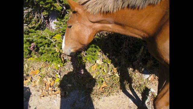 Синюха. Отдыхающие. смотреть онлайн