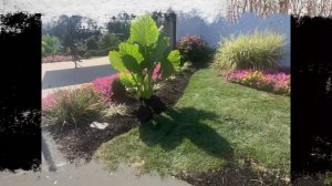 Before & After Landscaping Projects