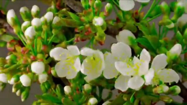 #Единственная #всердцеживетЛюбовь #8Марта#stream#smotrim#смотримвместе #поёмвместе #набис #премьера