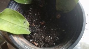 Как заставить замиокулькас расти. Уход и размножение.  //How to make zamiokulkas grow. //