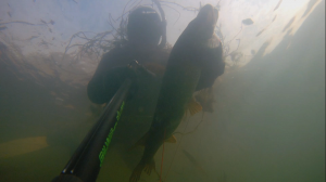 Подводная охота на крупную щуку