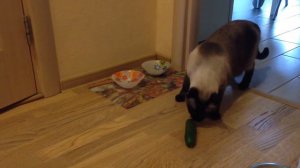 Кот не испугался огурца