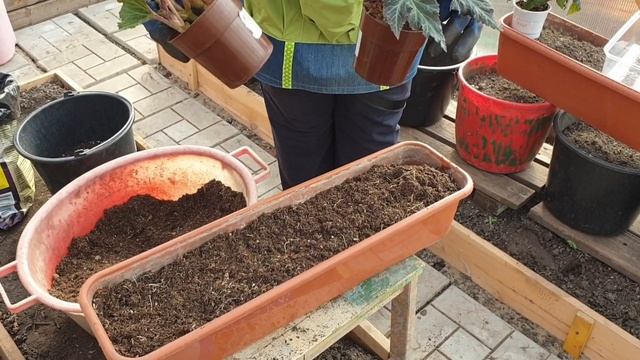 Высаживаю бегонии в постоянные горшки. смотреть онлайн