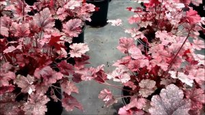 Best Perennials - Heuchera 'Midnight Rose' (Coral Bells)