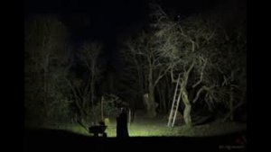 Борьба с паутинным клещем и трипсами