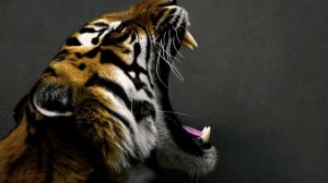 ЧТО ТАКОЕ ИНФРАЗВУК И УЛЬТРАЗВУК И ГДЕ ОНИ ПРИМЕНЯЮТСЯ