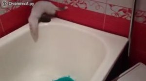 Они такие забавные)