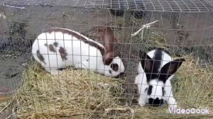 Ярмарка Кропоткин- 30.04.2023 Обзор канареек,попугаев и прочих животных.