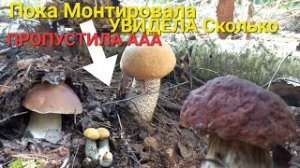 Грибной Рай?Сбор ГРИБЫ КРУГОМ наступать некуда Это просто Мечта Грибнека _В Лес Лечиться_ОХ НЕЗРЯ