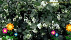 Снежноягодник доренбоза Вайт Хедж. Краткий обзор, описание symphoricarpos?doorenbosii White Hedge