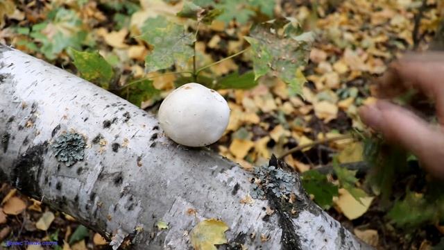 Вешенка пошла в рост смотреть онлайн