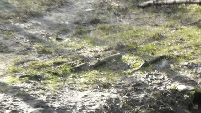 Amur (Siberian) Tiger at the Highland Wildlife Park. смотреть онлайн