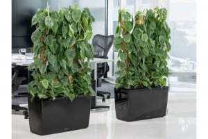 Комнатные растения ? и цветы ? в кашпо LECHUZA с автополивом ? #lechuzamoscow #цветывдоме