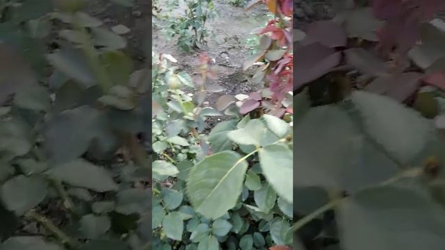 Цветение розы Дам Дэ Коур. смотреть онлайн