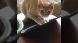 Смешные животные. Funny animals 2023. Подборка приколов за март