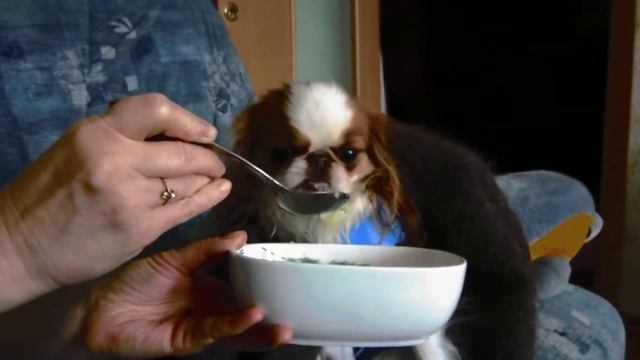 Обед собаки Мальвины! смотреть онлайн