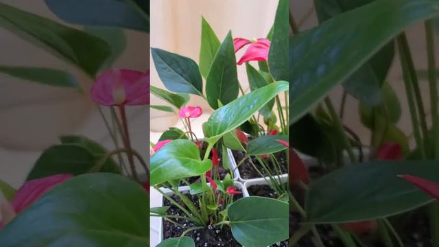 Миллион цветов самый яркий представитель Антуриумов! смотреть онлайн