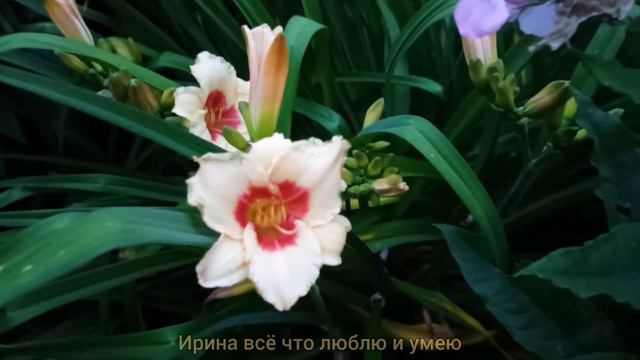 Звуки ПРИРОДЫ.Это классно👍💯