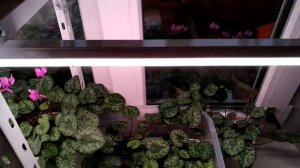 Какие фитолампы выбрать для комнатных растений?